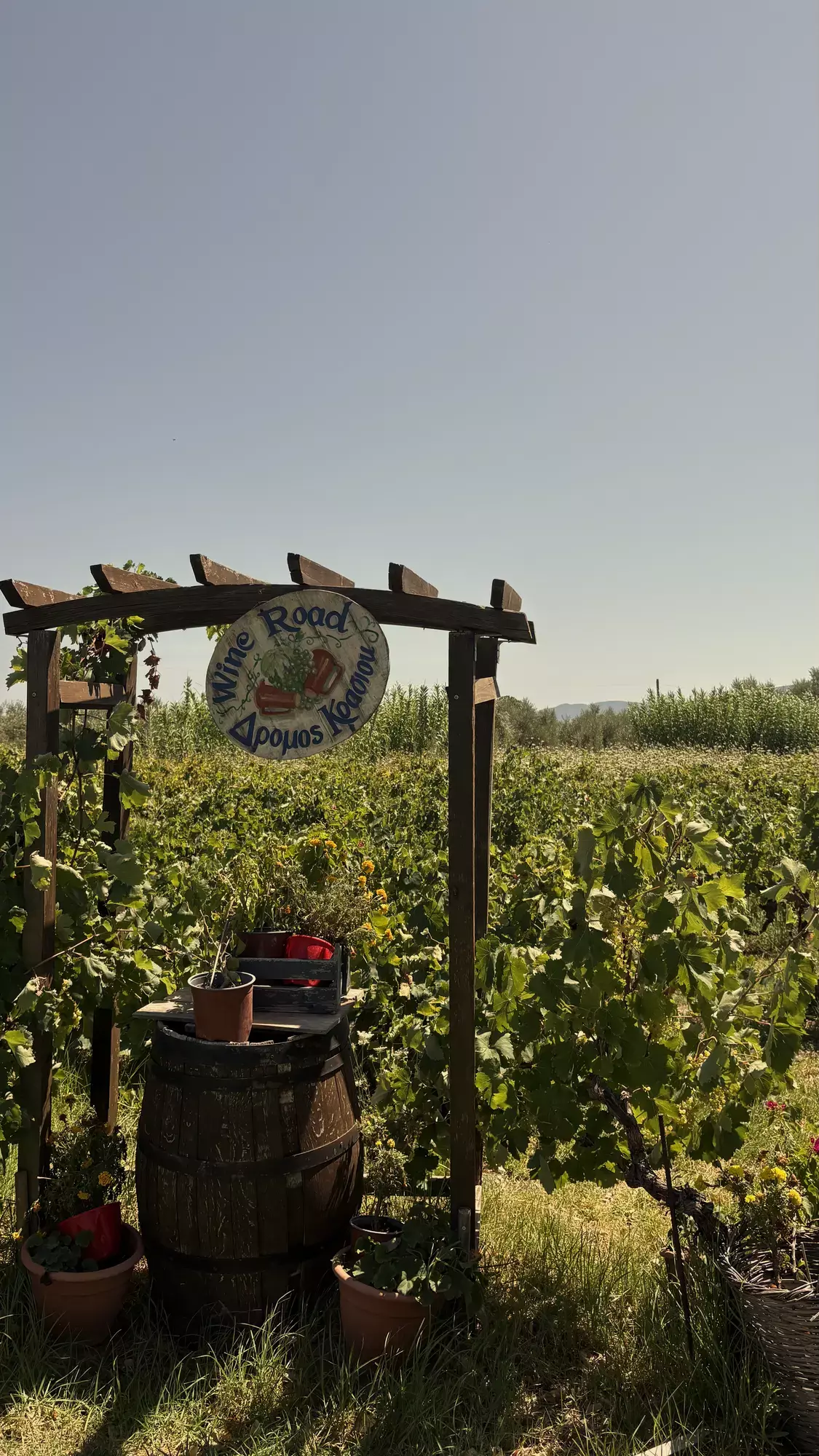 Houten pergola met Wine Road-bord, wijnvat en bloempotten tussen de wijnranken van Callinico