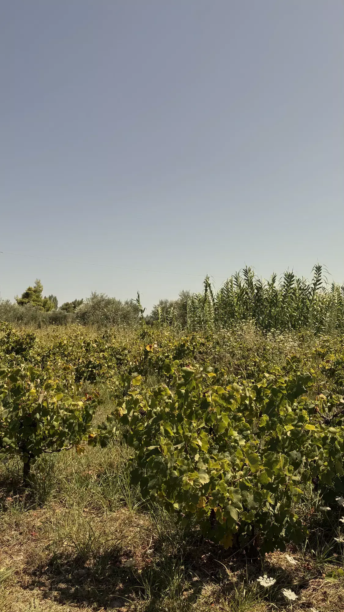 Groene wijngaard van Callinico Winery op Zakynthos onder een heldere lucht